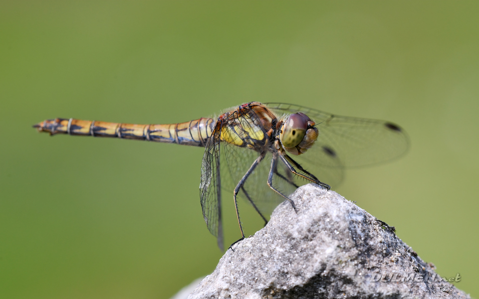 Common darter (female, Sympetrum striolatum)